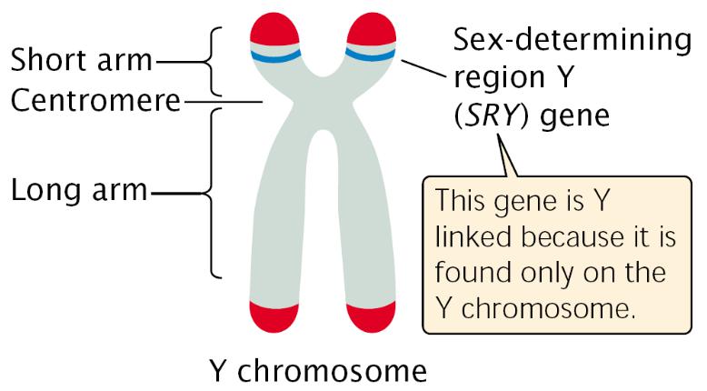 chromosome