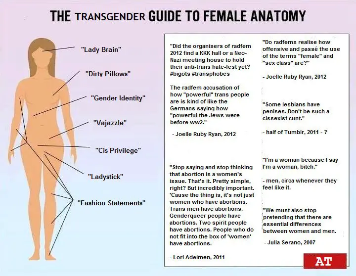 transgender anatomy